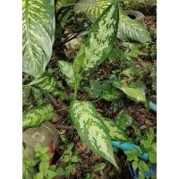 ราคา ต้นเศรษฐีพันล้าน หรือว่านมหาเศรษฐี ต้นไม้มงคลเรียกทรัพย์ เสริมความร่ำรวย. (จัดส่งพร้อมกระถาง) (10855400566)