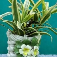 ราคา กระถางเซรามิกสวยพร้อมต้นกวนอิมด่าง.ไม้มงคล.กระถางเซรามิกลายดอกไม้ (8369296386)