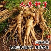 ราคา เมล็ดโสม เมล็ดโสม เมล็ดโสม เมล็ดโสม เมล็ดผัก เมล็ดผัก เมล็ดผัก เมล็ดโสม เมล็ดโสม เมล็ดโสม เมล็ดคอดอปซิส เมล็ด20260130 (52507709291)