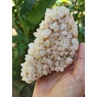 ราคา ช่อเขี้ยวหนุมานธรรมชาติ (4772739047)