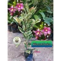 ราคา ต้นพิลังกาสา พิลังกาสาใบด่าง พิลังกาสา (24518409275)