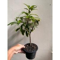 ราคา ต้นชมพู่น้ำดอกไม้ เป็นชมพู่พันธุ์ดั้งเดิมของไทย ( เพาะเมล็ด) Patsorntree (20141905388)