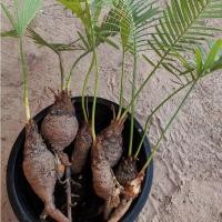 ราคา ต้นปรงชะเมา หน่อต้น ปรงชะเมา ขนาดจิ๋ว 20-25 เซนติเมตร ขนาดเล็ก (9672512350)