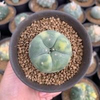 ราคา Lophophora Fricii variegated (5876740341)