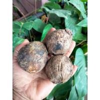 ราคา ผลหมากแห้ง ครึ่ง,1กก.(ให้เลือก) ใช้ปลูกหรือทาน หมาก หมากกินกับพลู ต้นหมาก หมากสง ต้นหมาก หมาก หมากแห้ง ลูกหมากแห้ง (25265314091)