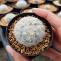 ราคา ขนนกขาว (Mammillaria plumosa) แคคตัส Cactus แมมขนนกขาว (4848419463)