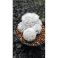 ราคา Mammillaria bocasana v. multilanata / แมมขนแกะ (47054460457)