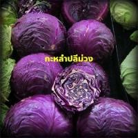 ราคา เมล็ดพันธุ์ กะหล่ำปลีม่วง (Purple Cabbage) 100 เมล็ด ปลูกง่าย ปลูกได้ทั่วไทย (7557506660)