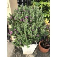 ราคา ต้นนีออน ใบเงิน ใบเขียว พุ่มใหญ่ (10004543716)