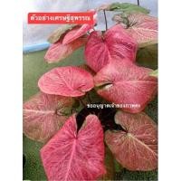 ราคา เศรษฐีสุพรรณบอนสีสายหวานราคาเบาๆ (21024603308)