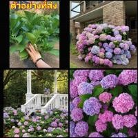 ราคา (1ต้น) ต้น ดอก ไฮเดรนเยีย Hydrangea พันธุ์ ดอกใหญ่ สวนนายนนท์ (16169869985)