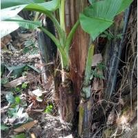 ราคา หน่อกล้วยตานี หน่อสดใหม่จากสวน (18346286143)