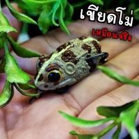 ราคา กบยาง เขียดโม้ เหยื่อปลอม เหมือนจริง (18416371291)