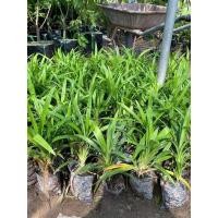 ราคา ต้นกล้าใบเตย(ใบข้าวเหนียวหอม) (24879634915)
