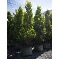 ราคา ไทรเกาหลี ราคาตามความสูง (1701832627)