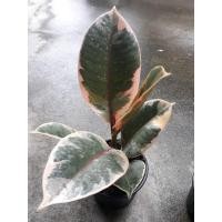ราคา ยางอินเดียด่างชมพู ยางอินเดียด่าง pink Rubber Plant ไม้ฟอกอากาศ (5495750360)