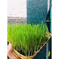 ราคา ข้าวสาลีแมว ต้นอ่อนข้าวสาลี เมล็ดข้าวสาลีงอกสำหรับเพาะต้นอ่อนให้แมว(เฉพาะเมล็ด40กรัม) (15815885588)