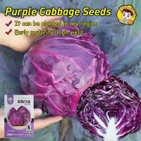 ราคา 100เมล็ด การเก็บเกี่ยวที่รวดเร็ว เมล็ดพันธุ์ กะหล่ำปลี ม่วง Purple Cabbage Seeds เมล็ดพันธุ์แท้ OP แท้ เมล็ดกะหล่ำปลี (50805238921)