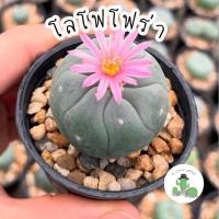 ราคา A Little cactus| แคคตัส กระบองเพชร โลโฟโฟร่า (22909399316)