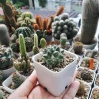 ราคา Mammillaria bucareliensisแมมหนามทุเรียน (51481501)
