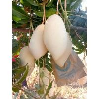 ราคา มะม่วงน้ำดอกไม้สีทองจากสวนโดยตรง (25841547966)