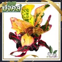 ราคา ต้นโกศล ต้นโกสน ไม้มงคล ในถุงชำต้นแข็งแรง พร้อมlส่ง ต้นไม้มงคล (Croton) ใบเหลืองทองสลับสี เสริมโชคลาภ (ช้างกินเลี้ยง) (8957140061)