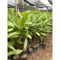 ราคา ต้นกระถินเทพา สูง20ซม.ขึ้นไป (25965563524)