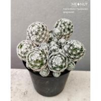 ราคา แมมลูกกอล์ฟ (ไม้ชำหน่อ) Mammillaria Humboldtii (28222236423)