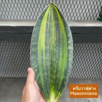 ราคา ต้นลิ้นมังกร ต้นไม้ฟอกอากาศ ครีบวาฬด่าง Masonniana (41160875658)