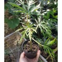 ราคา 1 ต้น ต้นว่านนพเก้าหรือ ต้นทิงเจอร์ ต้นมะหุงแดง ต้นมะละกอฝรั่ง (24952560531)