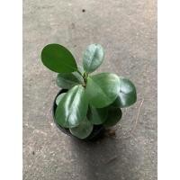 ราคา ช้อนเงินช้อนทอง ไม้มงคล (8787855012)