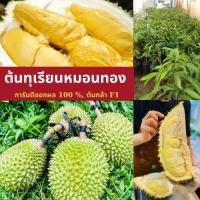ราคา ต้นทุเรียนหมอนทองแคระที่ให้ผลผลิตสูง ต้นกล้าพันธุ์แท้ ต้นไม้สูง 60-80 ซม (26450851178)