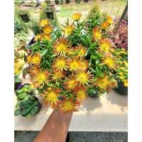 ราคา (1กระถาง) ต้น ดอก อัญมณีแห่งทะเลทราย delosperma อัญมณี แห่งทะเลทราย อัญมณี แห่ง ทะเลทราย ทับทิมทะเลทราย ทษณน (20114390017)