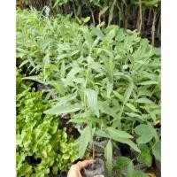 ราคา ต้นยูคาลิปตัส10ต้น ยูคาลิบตัส ต้นกระดาษ (3344369926)