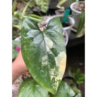 ราคา เงินไหลมาด่างเหลือง ไหลเหลือง (10363135531)