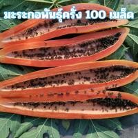 ราคา เมล็ดพันธุ์มะละกอพันธุ์ครั่ง 100 เมล็ด (54756901256)
