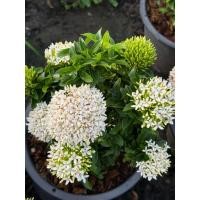 ราคา #ต้นเข็มขาวแคระ new #เข็มเศรษฐี #กลิ่นหอมอ่อนๆ ต้นไม้หายาก ดูแลง่าย ต้นสูง40-60 cm. ส่งพร้อมกระถาง (26056306465)