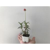 ราคา ต้น บานไม่รู้โรย ดอกสีแดง กระถาง 2 นิ้ว (14488752115)