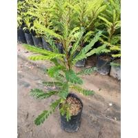 ราคา ต้นธรณีสาร (ไม้มงคล) ต้นสูง 30 ซม. (3853915461)