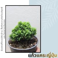 ราคา แก้วมงคลแคระ แก้วญี่ปุ่นแคระ (27202217794)
