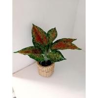 ราคา ต้นสาวน้อยปะแป้ง(ต้นไม้ประดิษฐ์) (7855826096)