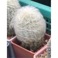 ราคา Old man cactus แมมพ่อเฒ่า กระถาง 2 นิ้ว (25864697149)