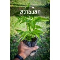 ราคา ฮว่านง็อก พญาวานร สมุนไพรมนต์ดำ แข็งแรงราวผีปลุก ต้นสวยๆพร้อมส่ง (8113592246)