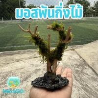 ราคา มอสพันกิ่งไม้ (มอสสดพัน) คละแบบกิ่งไม้ #ต้นไม้ใส่ตู้ปลา #ต้นไม้น้ำ #ตกแต่งตู้ปลา (41209262982)