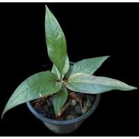 ราคา โชคเก้าชั้นด่าง ลูกผสมทับทิมสยาม ด่างสนิม จัดส่งพร้อมกระถาง 8 นิ้ว [ Free EM จุลินทรีย์ 330 ML ฟรี 1 ขวด ] (25496469288)