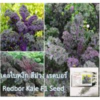 ราคา เมล็ดพันธุ์ เคลใบหยิก สีม่วง (Redbor Kale F1 Seed) บรรจุ 10 เมล็ด คุณภาพดี ราคาถูก ..เคลใบหงิก สีม่วง (4688017392)
