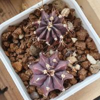 ราคา แคคตัส กระบองเพชร ยิมโนแดงดำ ชำหน่อ ไม่ด่าง (4060400090)