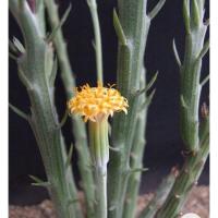 ราคา ไผ่ญุ่ปุ่น ดอกเหลืองน่ารัก ไผ่ญี่ปุ่น / ไผ่ปลาวาฬ / ไผ่เงิน (Senecio descoingsii) (14211643369)