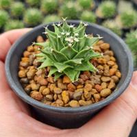 ราคา Obregonia denegrii กลีบกระทง (6989822116)