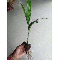 ราคา ต้นหมาก หมากพลู หมากสูง (7056134321)